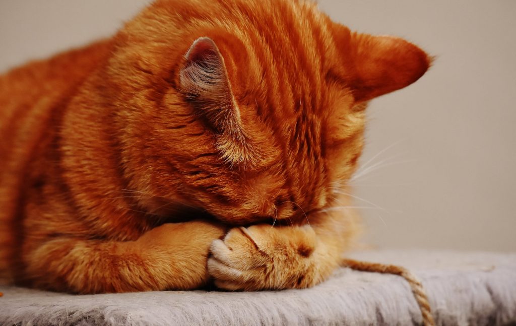 Infezioni parassitarie nei gatti: cosa bisogna sapere